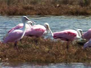 صور Sabine National Wildlife Refuge متنزه وطني